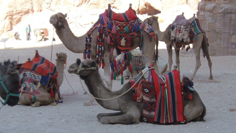 camels in petra
